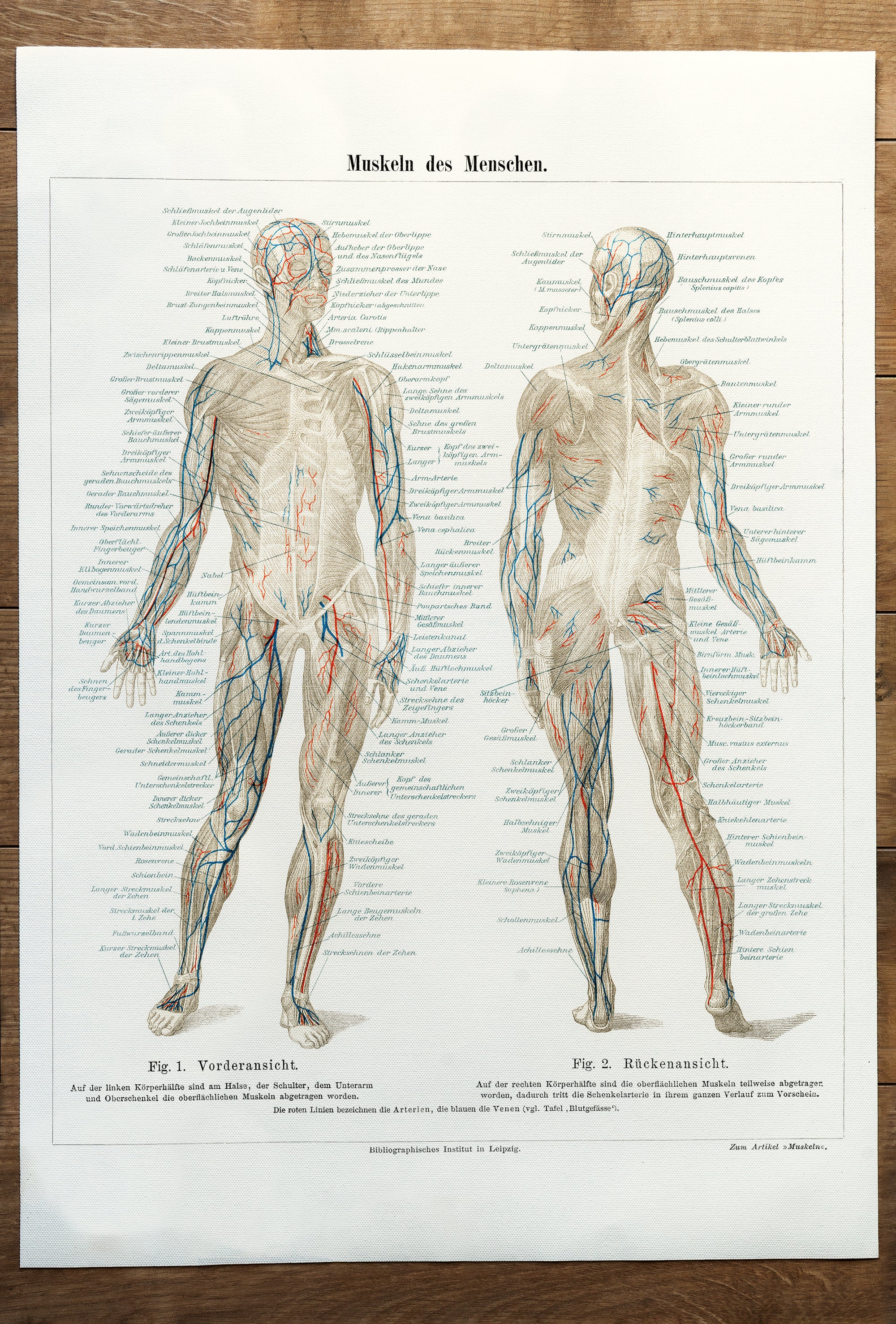 Anatomie Wissenschaft Muskeln (undatiert)