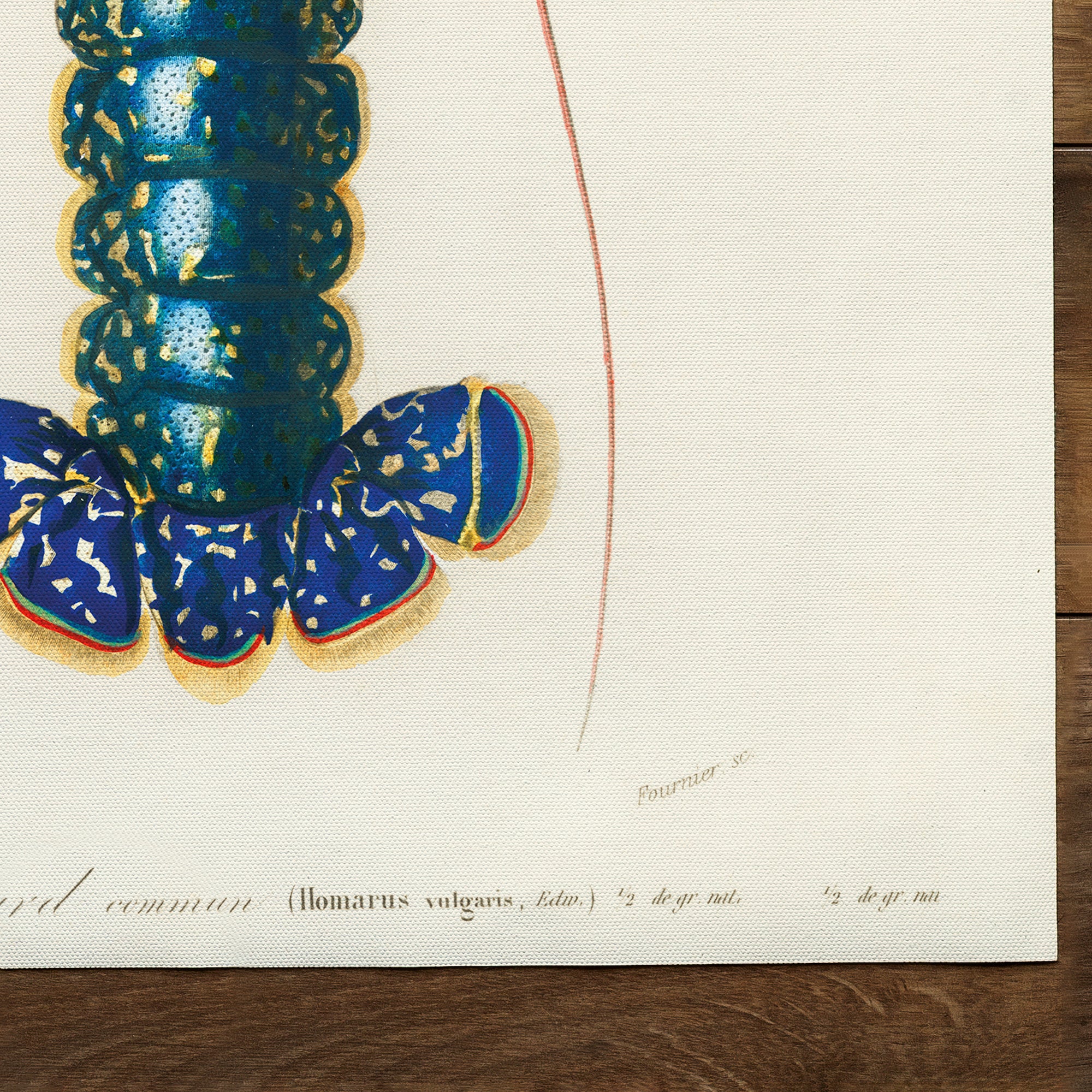 Crimson Crawfish Palemon Ornatum Lobster (1892)