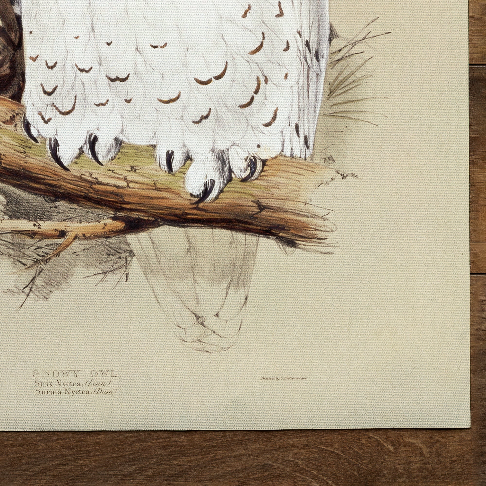 Snowy Owl Illustration (1832-1837)