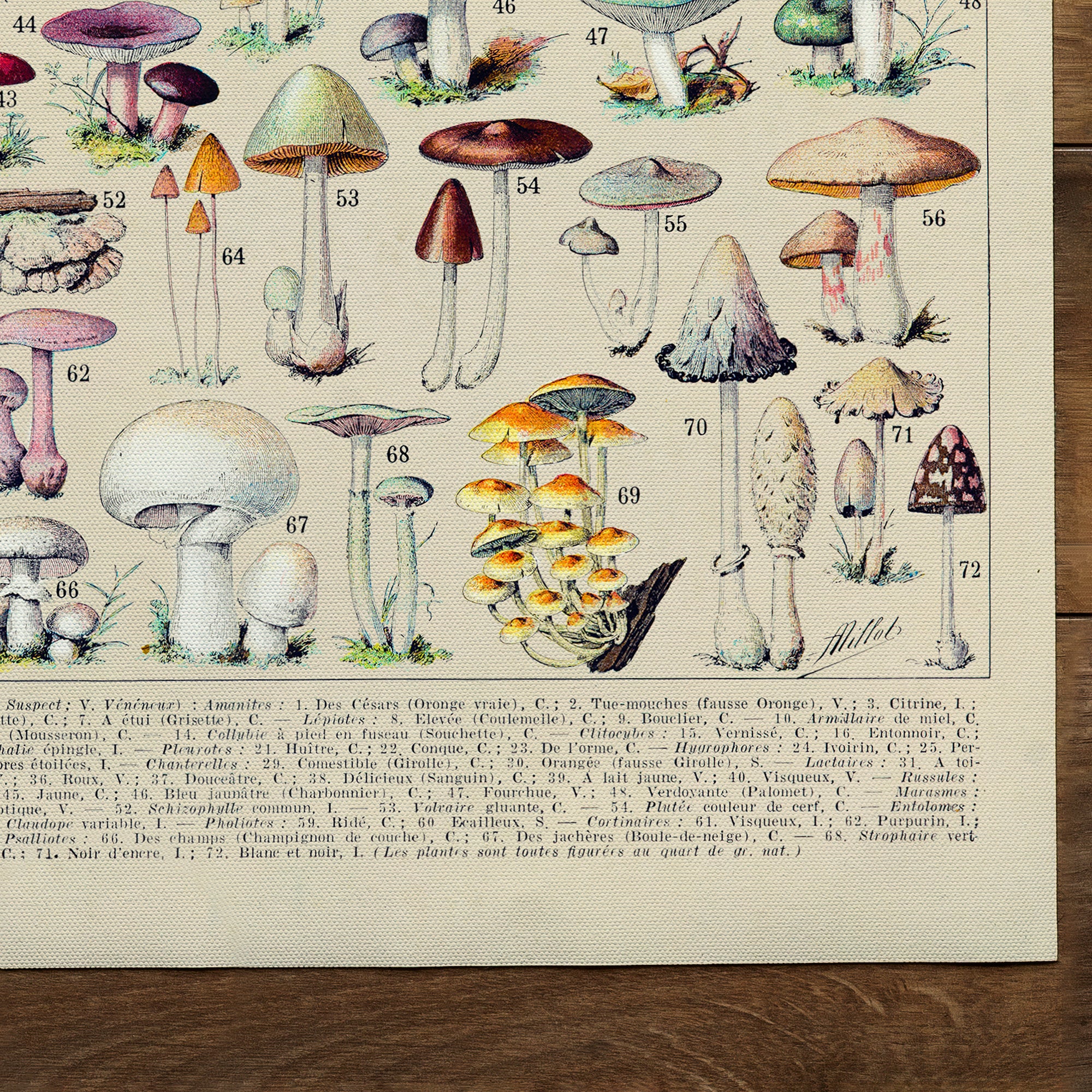 Mushroom/Pilze Collection (1932)