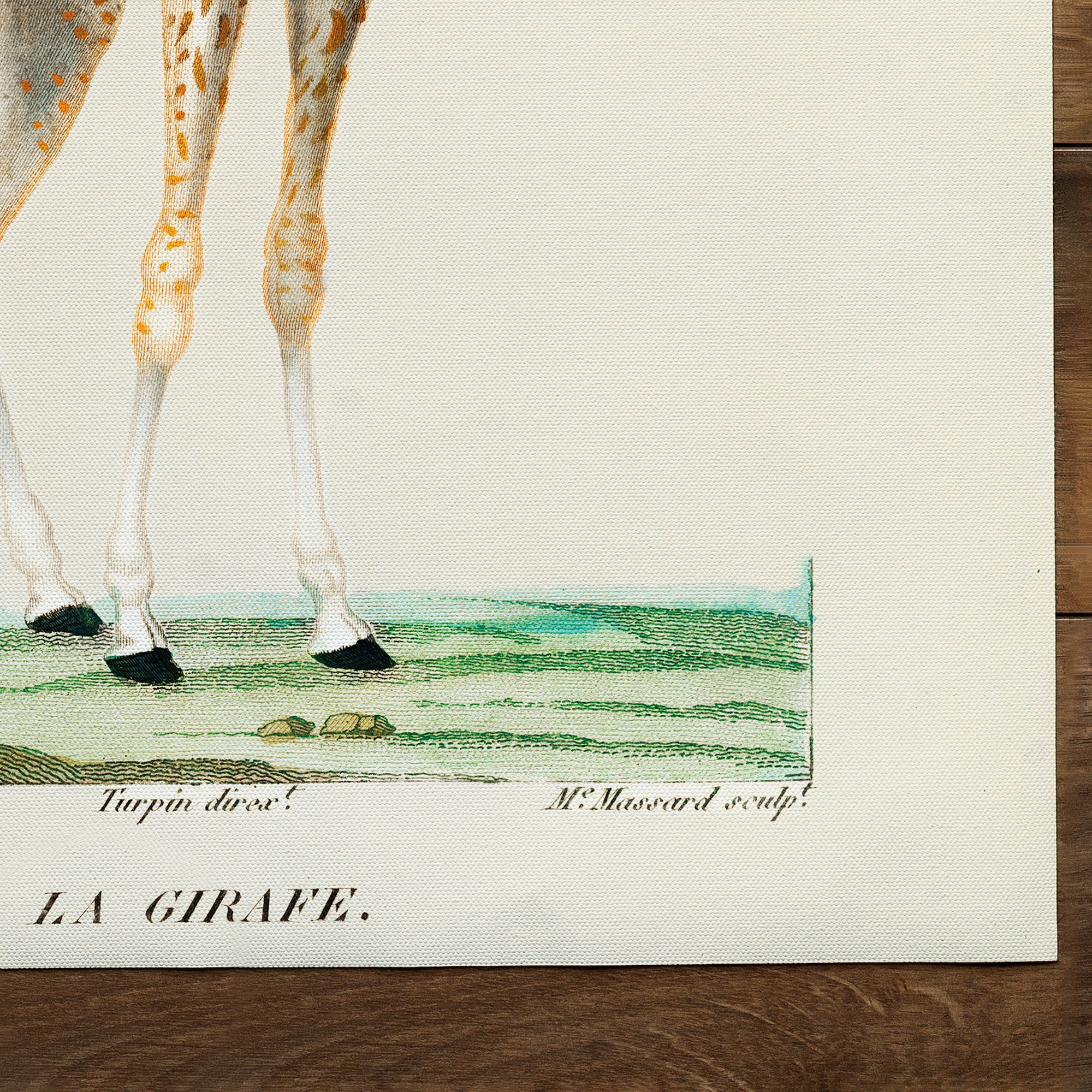 Giraffe Illustration (1840)