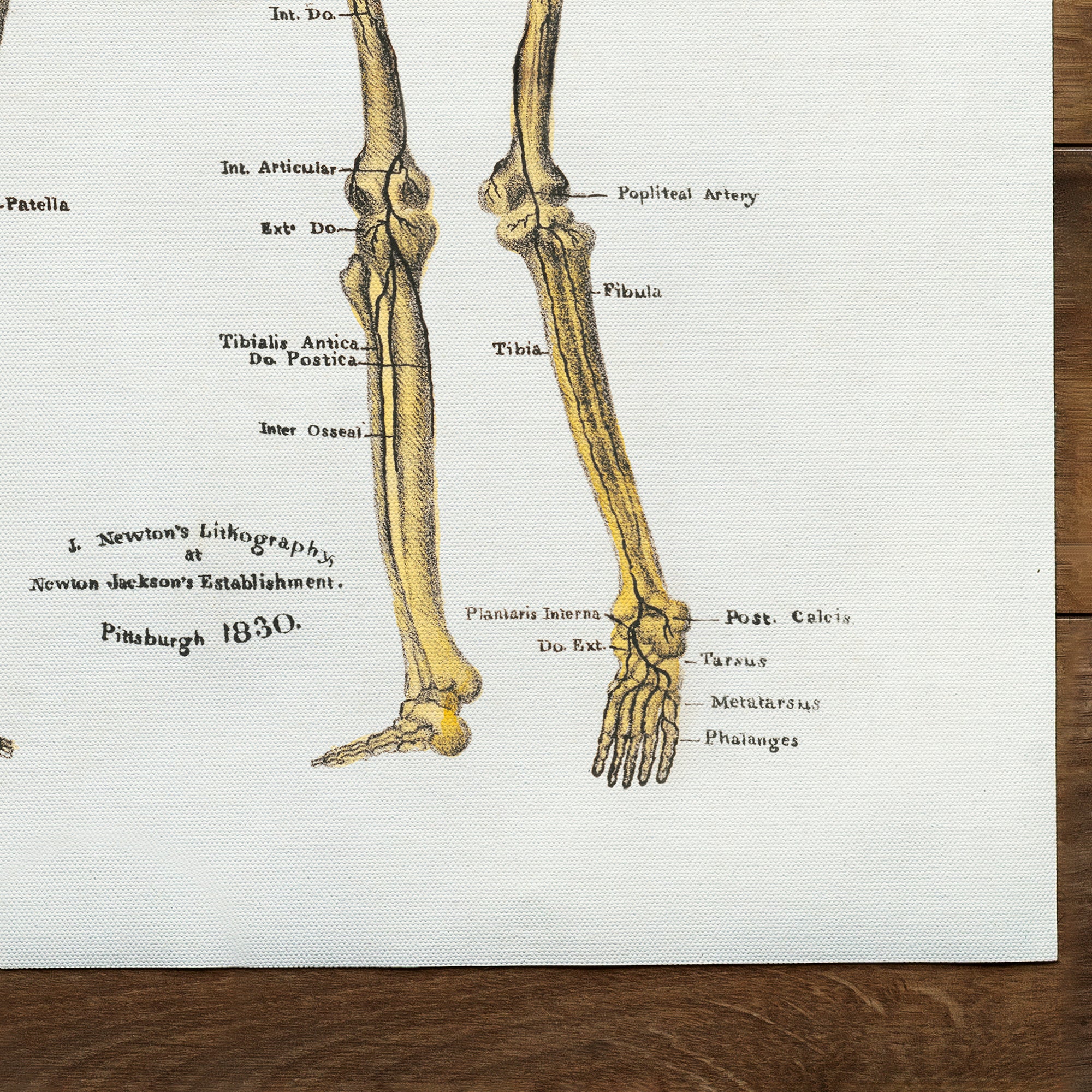 Anatomie Skelett (undatiert)