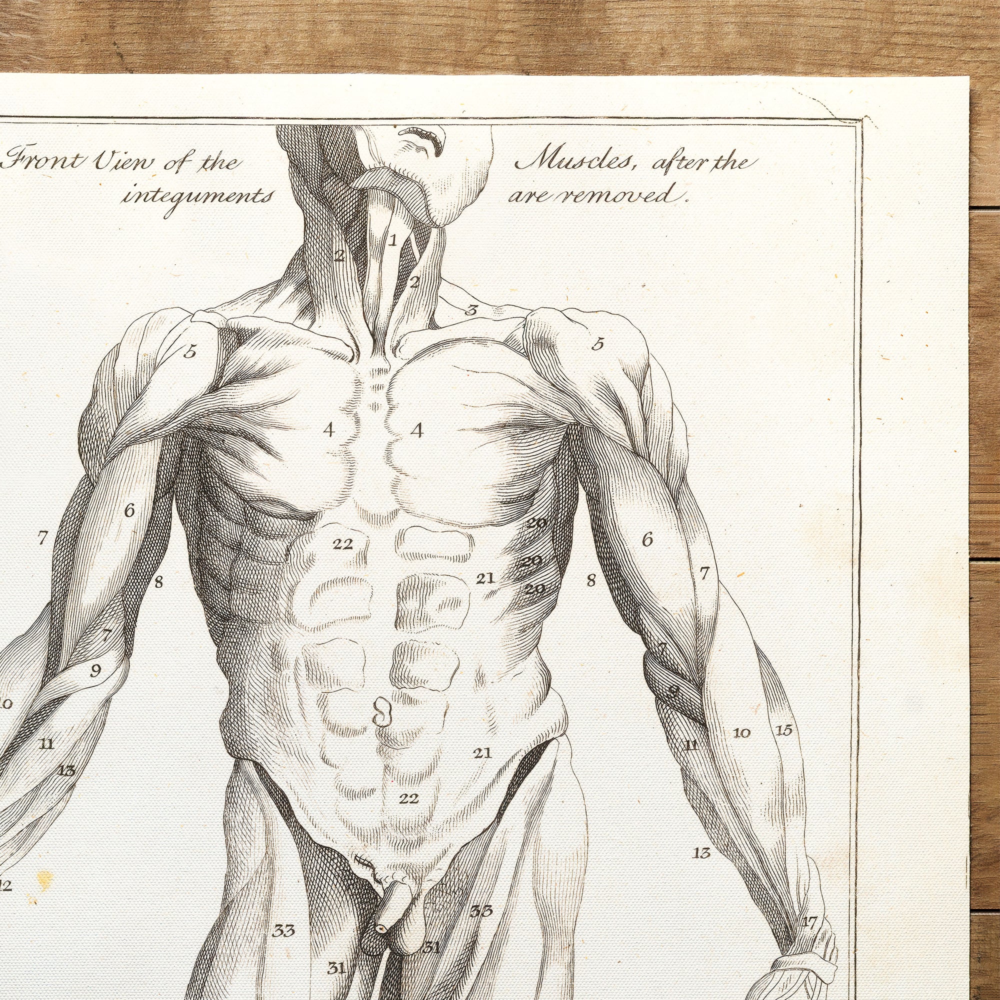 Anatomie Myologie front (1775)