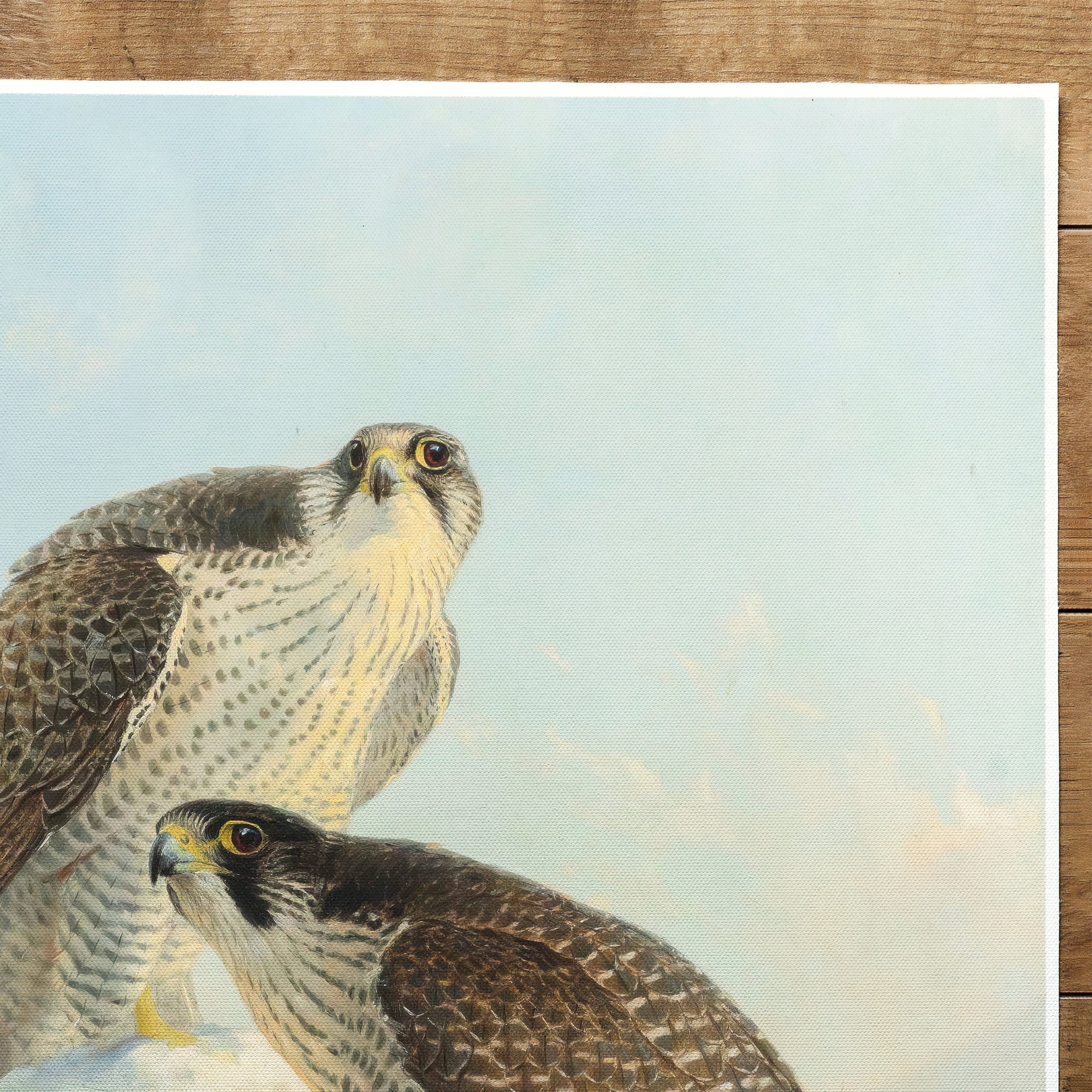 Norwegian Gyrfalcon (1866)