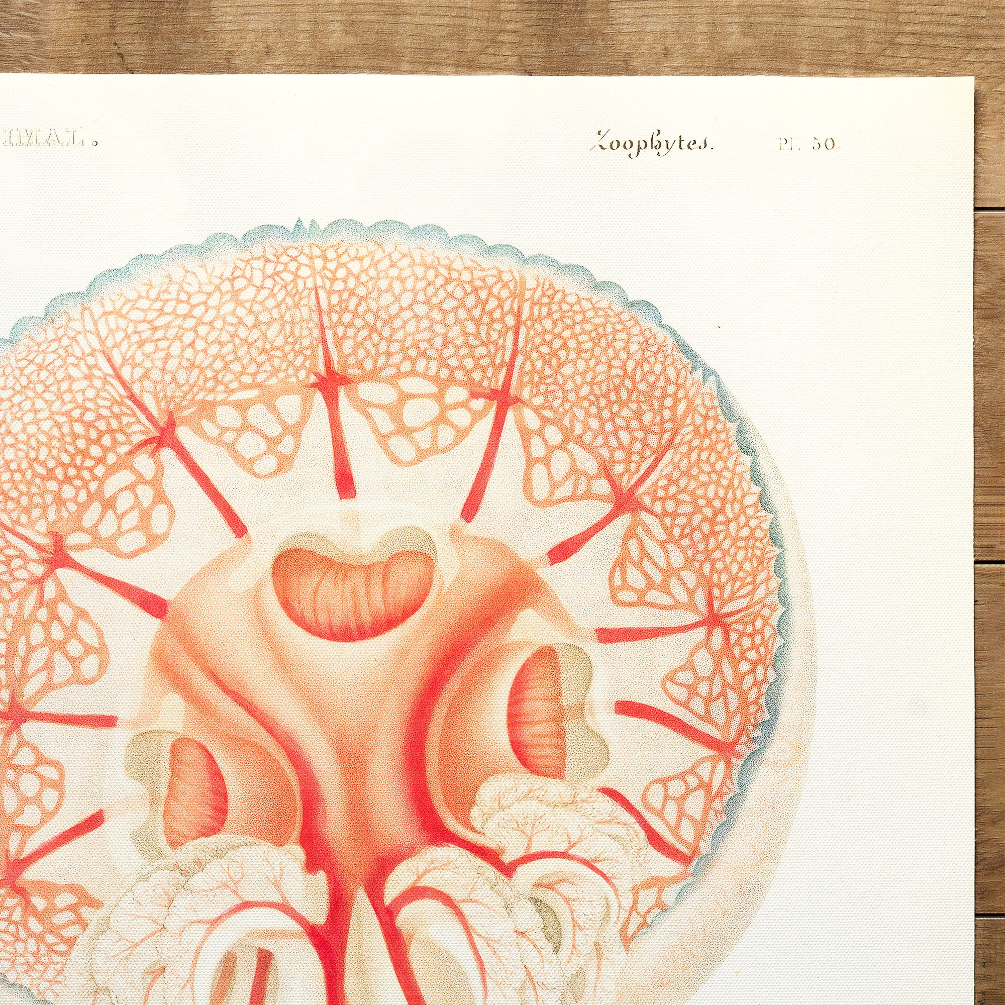 Jellyfish Rhizostoma (1849)