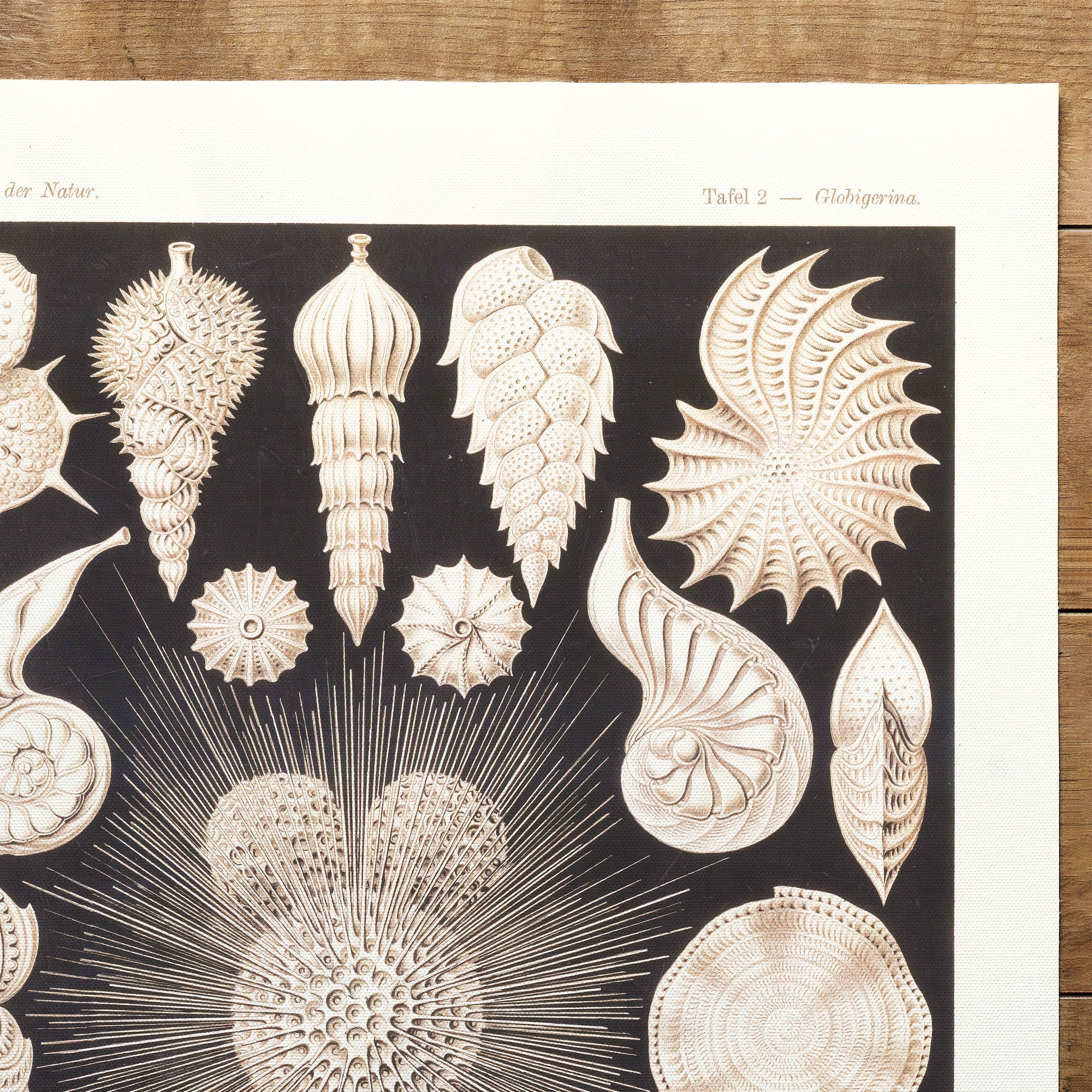 Shells Foraminifera (1904)