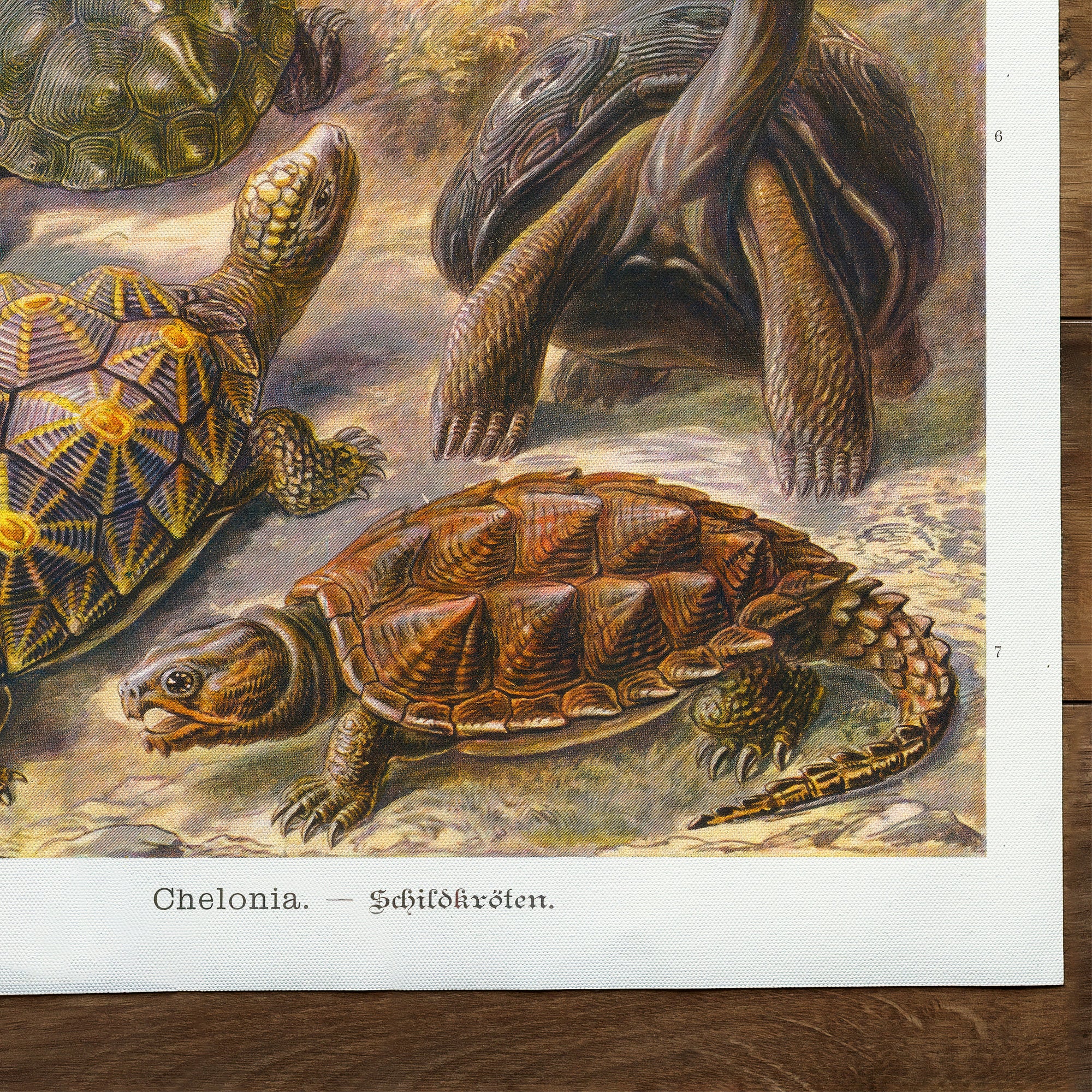 Turtles Sea Turtles (1904)