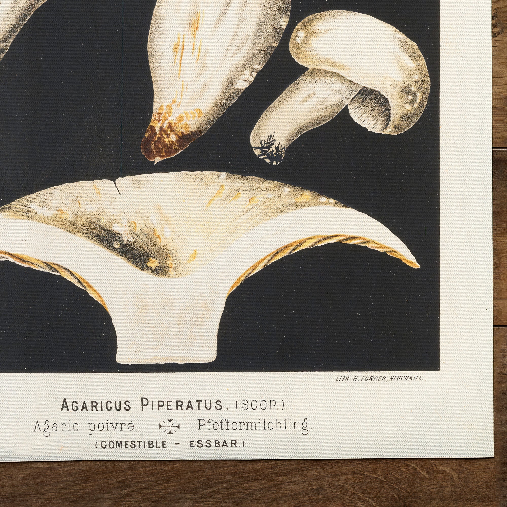 Mushrooms Peppery Milkcap (1890)