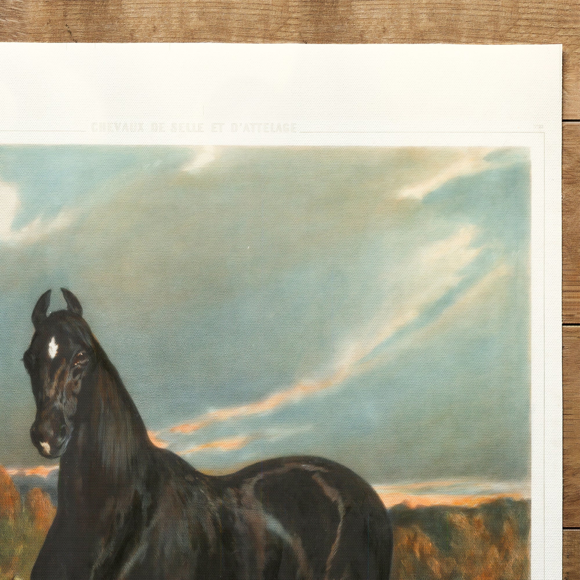 Horses Black Knight (1860)