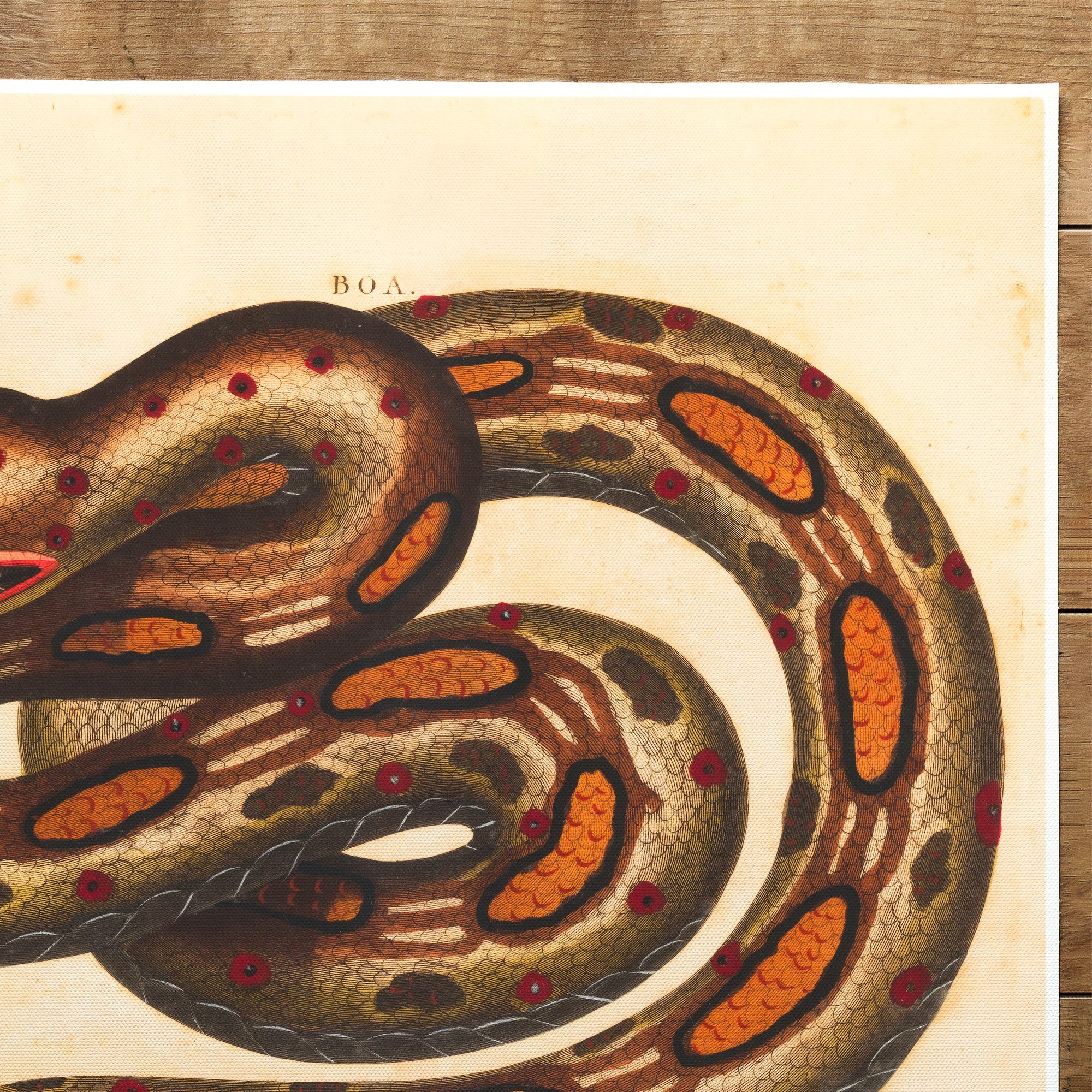 Snake Red Tailed Boa (1810)