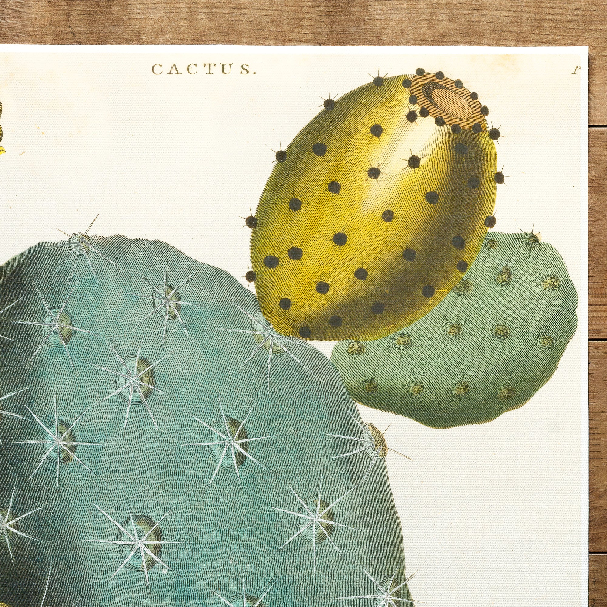 Cactus Prickly Pear (1829)