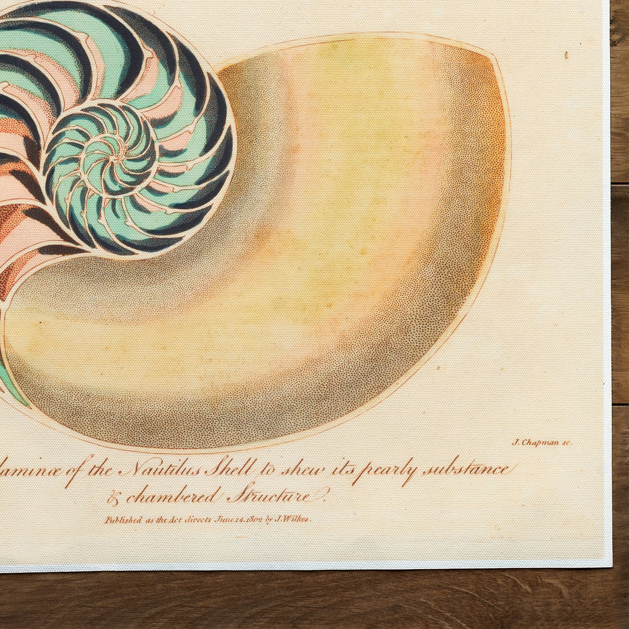 Shells Nautilus (1829)