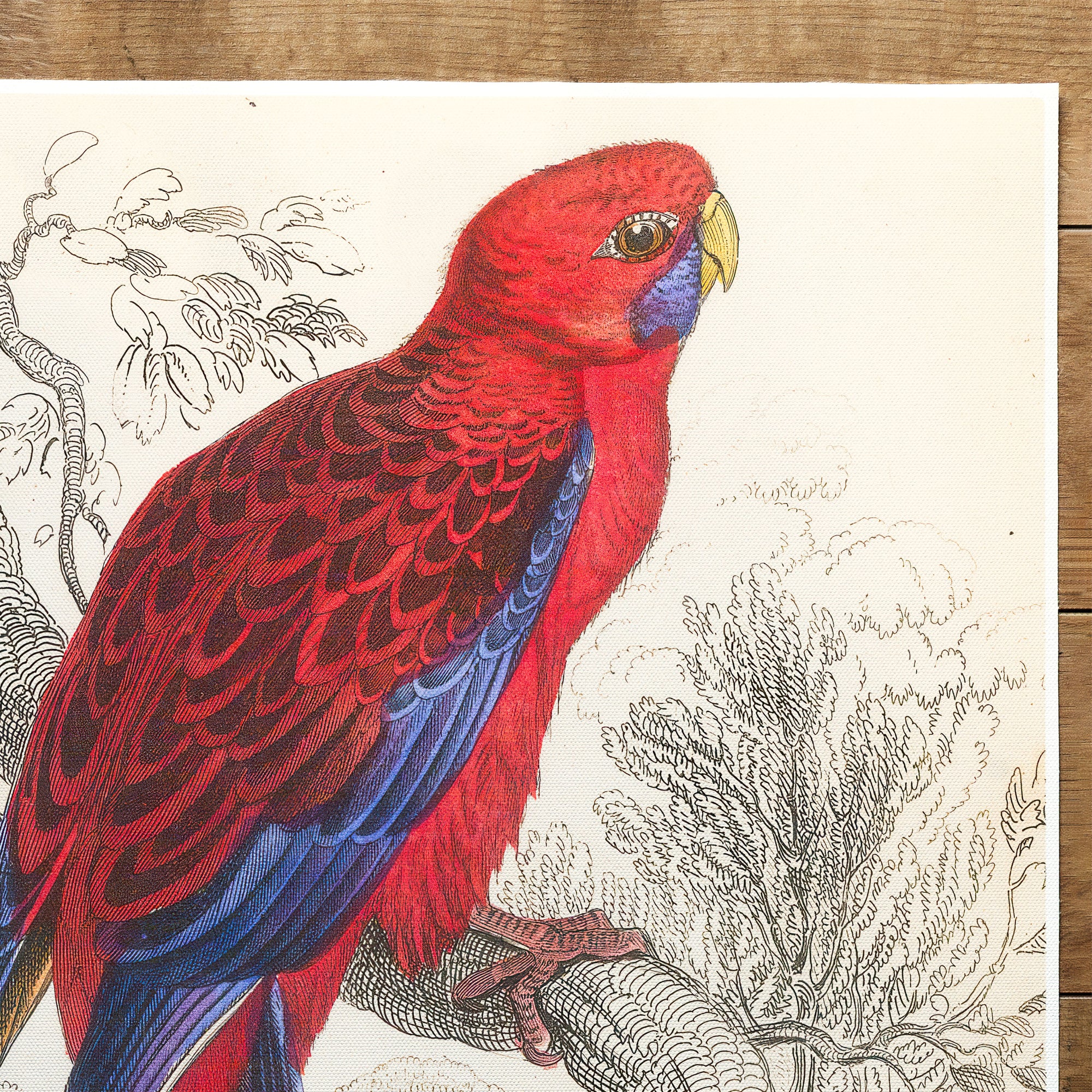 Papagei Parrot Crimson Rosella (1836)