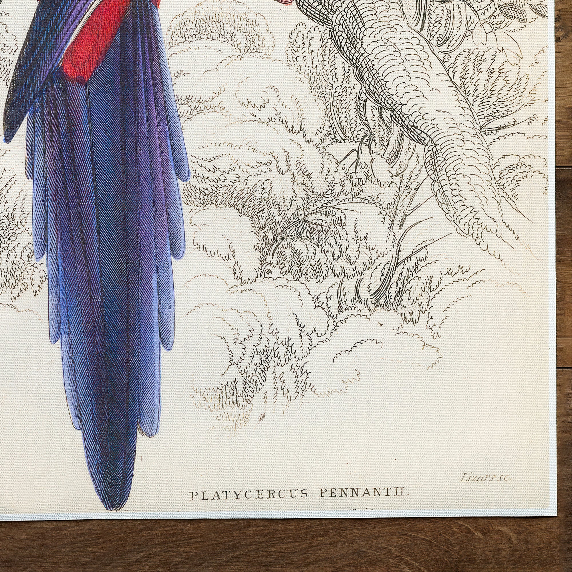 Papagei Parrot Crimson Rosella (1836)