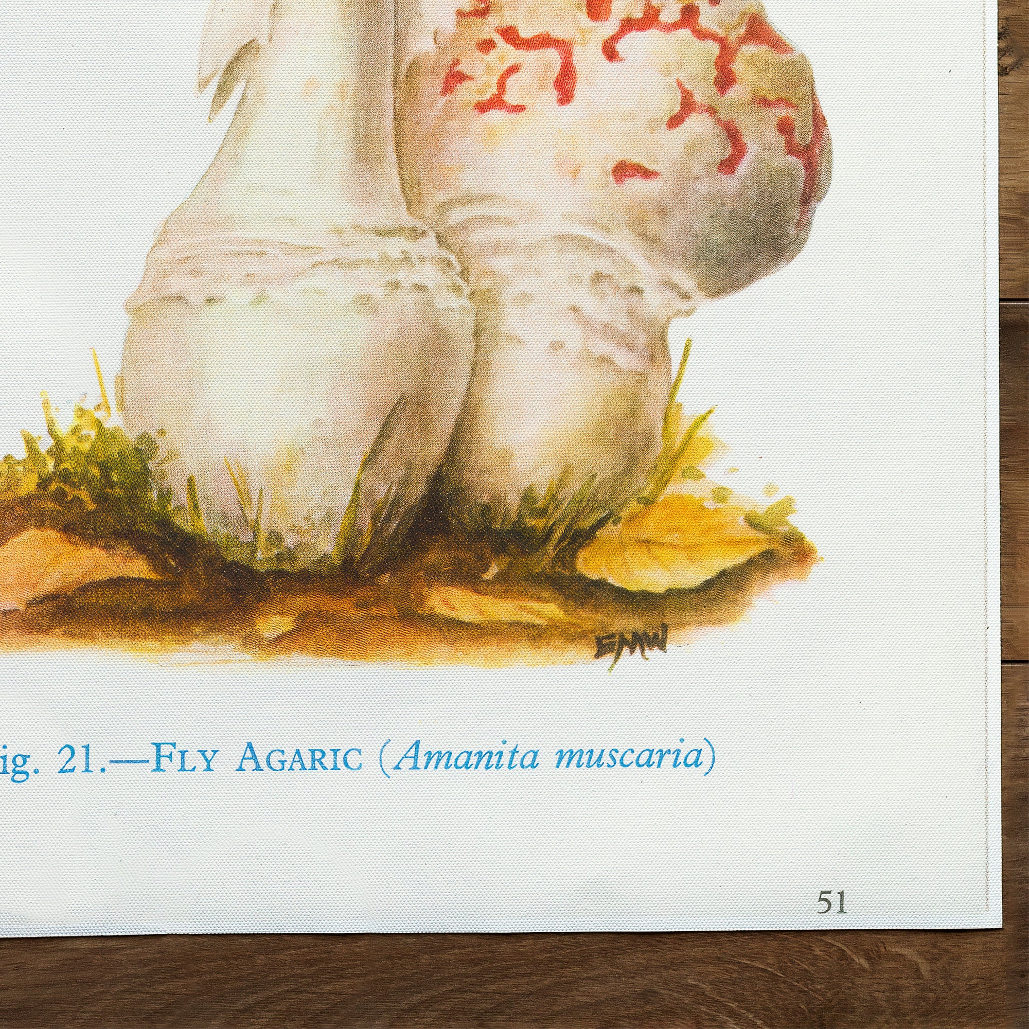 Mushrooms Fly Agaric (1947)