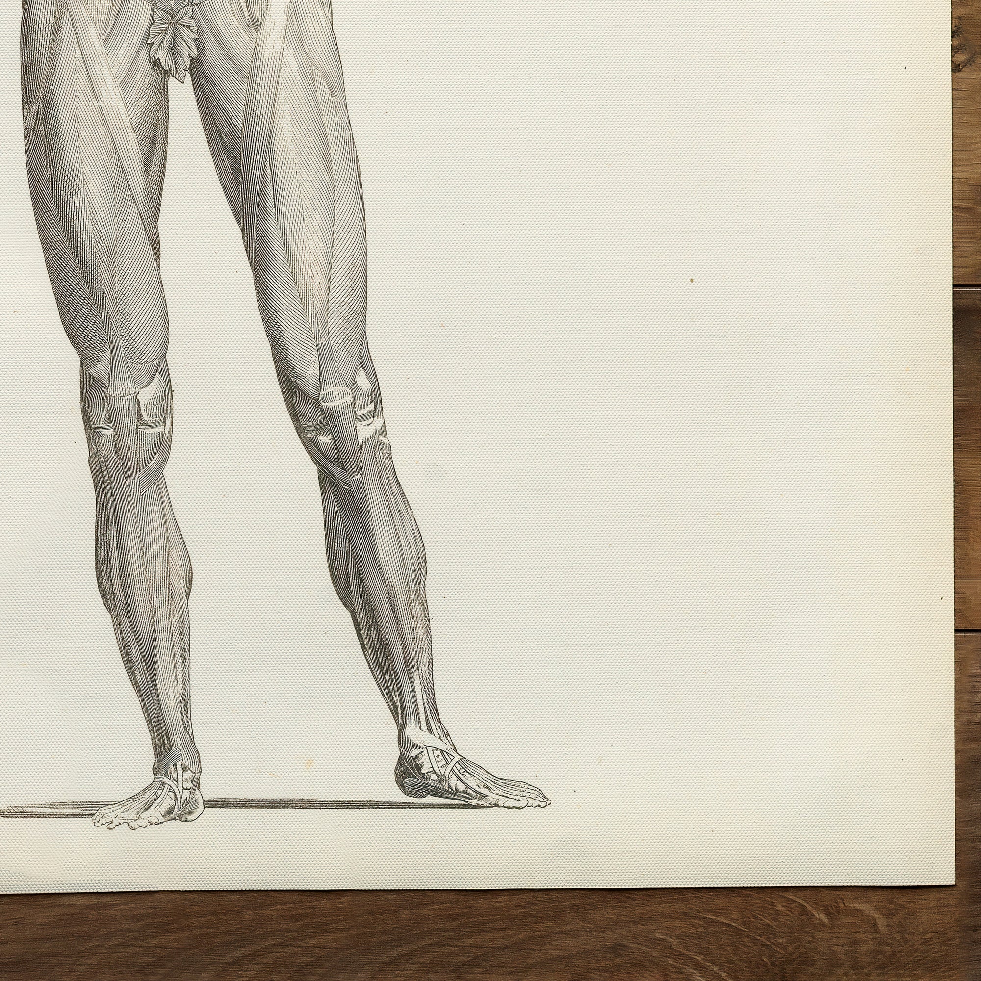 Anatomy Myology (1860)