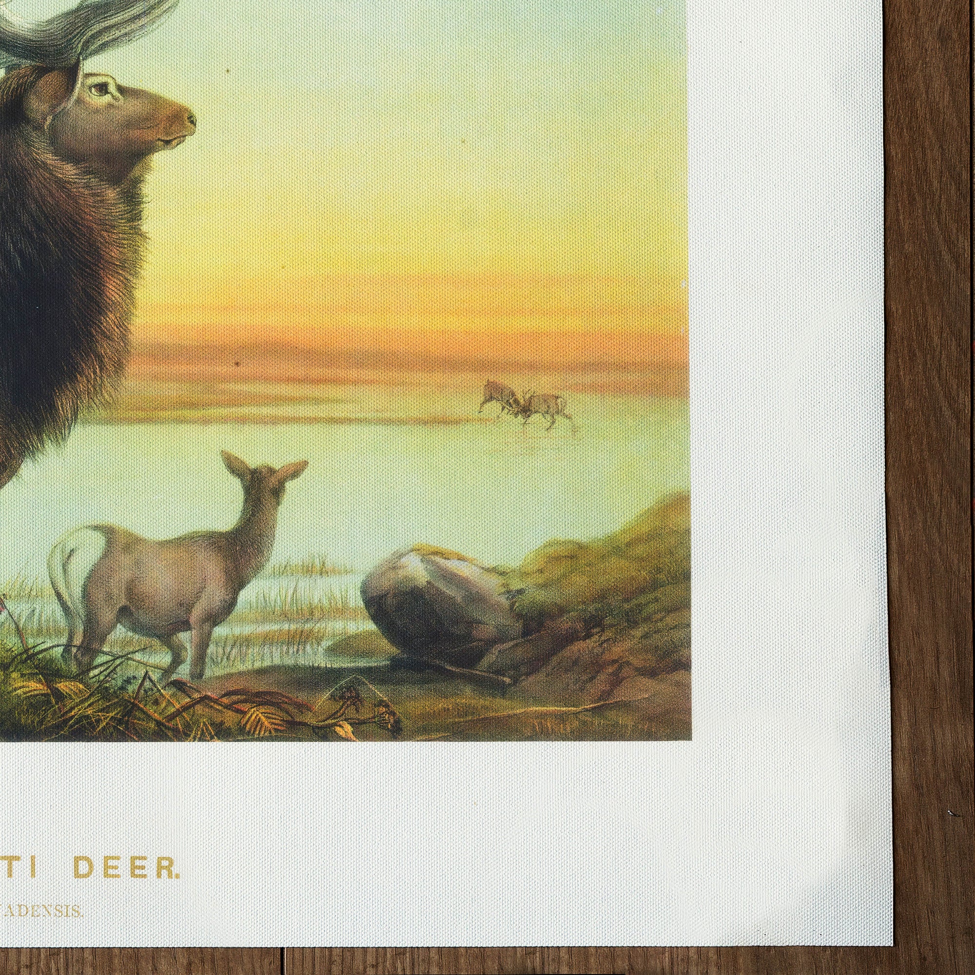 Elk Wapiti Deer (1861)