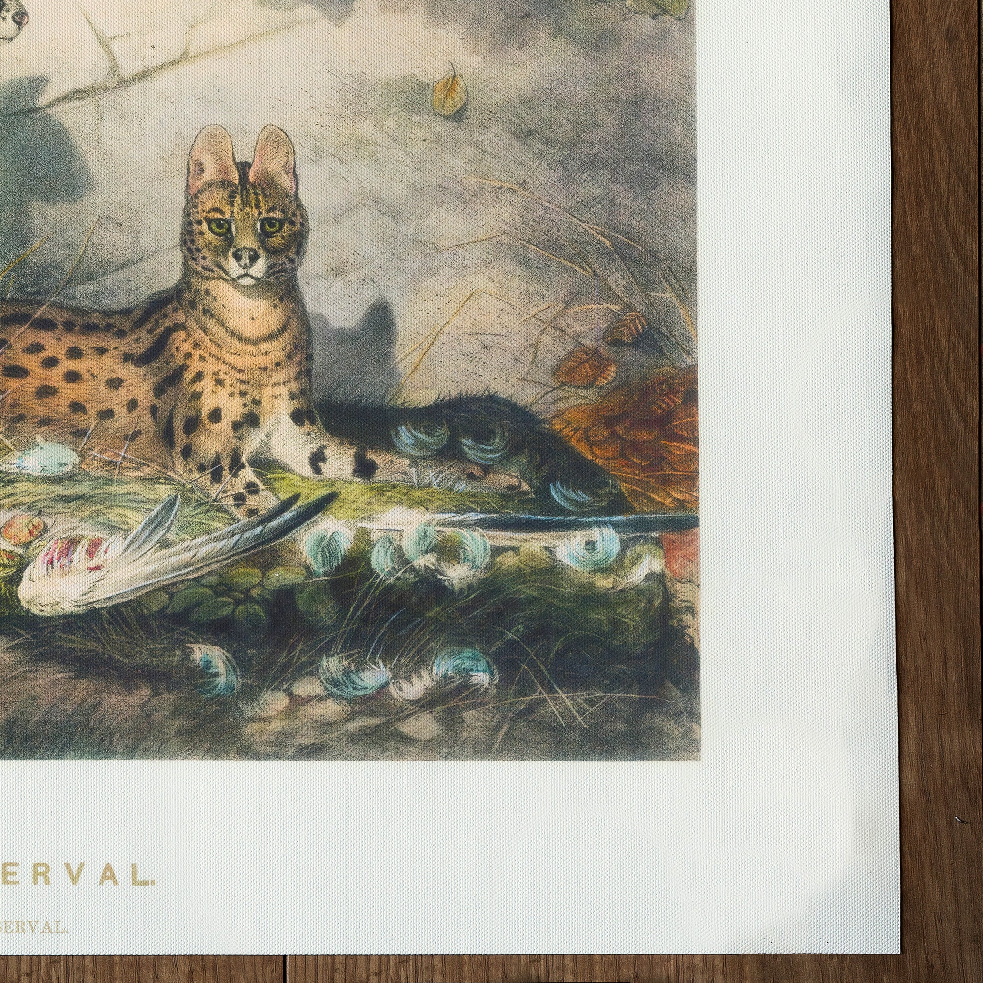 Serval (1861)