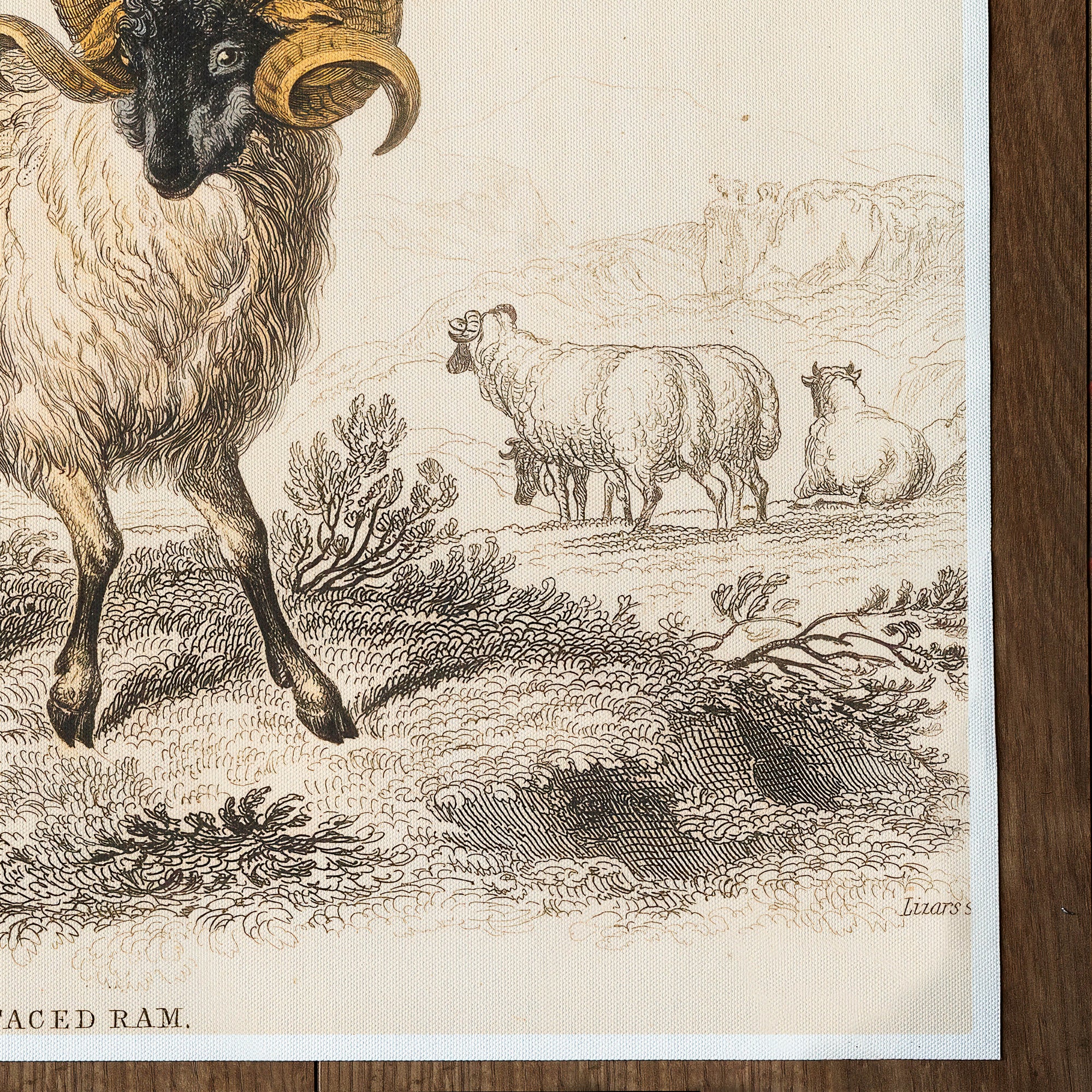 Sheep Black Faced Ram (1843)