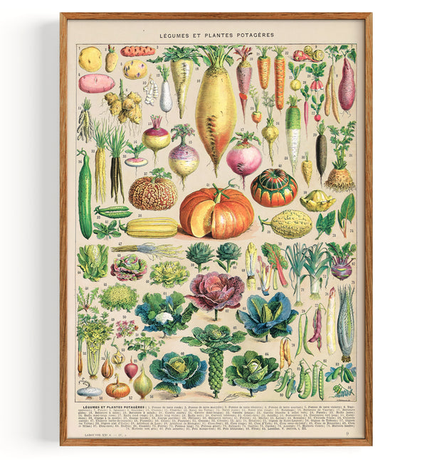 Vegetable Chart Gemüse Illustration (1875)