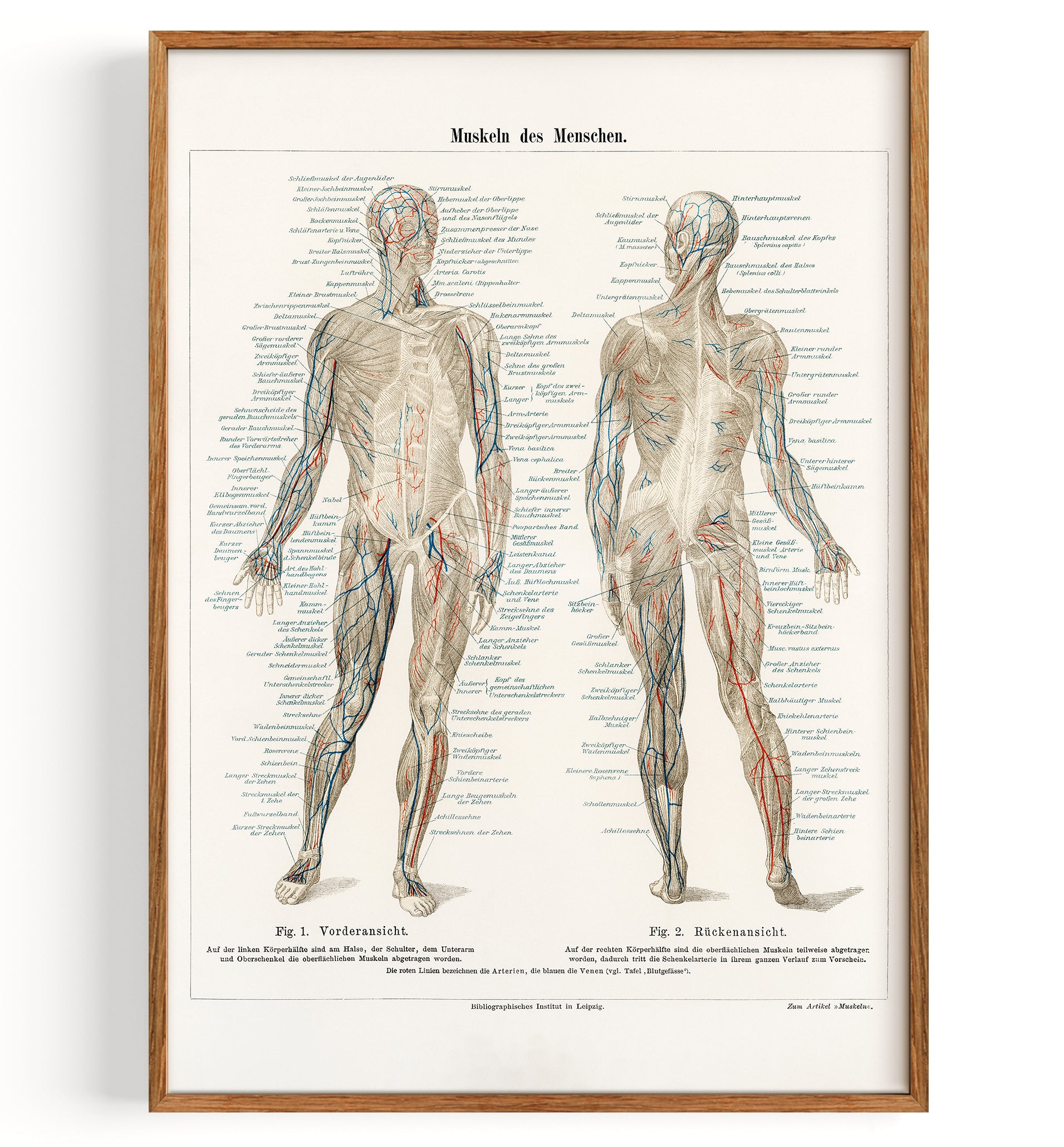 Anatomie Wissenschaft Muskeln (undatiert)