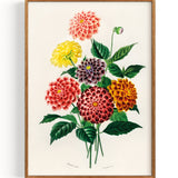 Dahlia (1892)