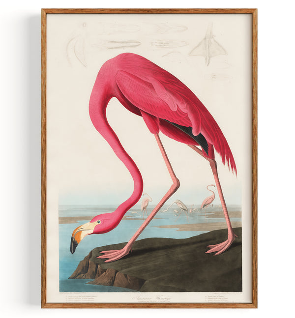 Pink Flamingo (1827)