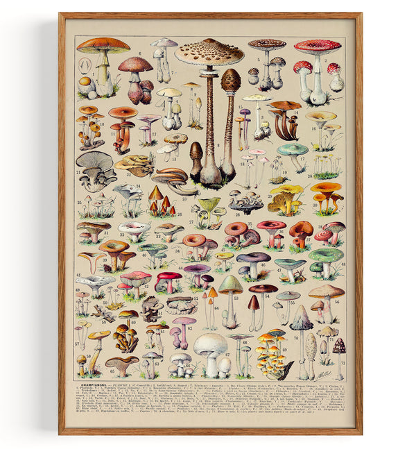 Mushroom/Pilze Collection (1932)