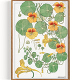 Orangeblüten (1896)