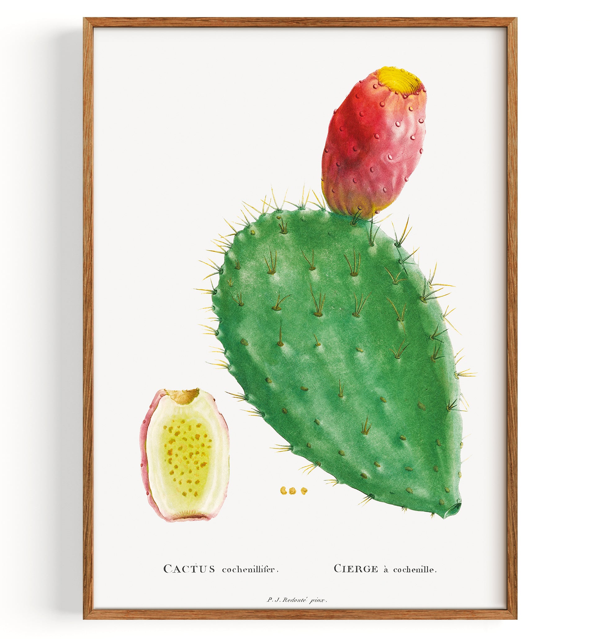 Cactus Cochenillifer (1799)