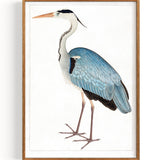 Indian Gray Heron Storch (1780)