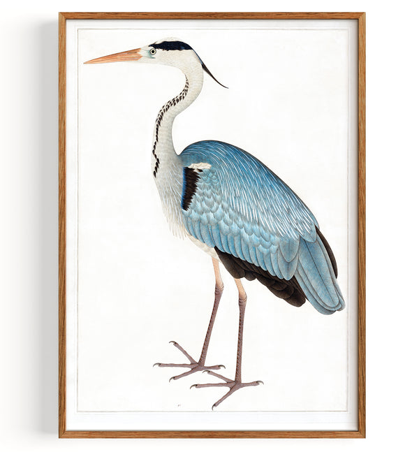 Indian Gray Heron Storch (1780)