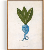 Blaue Rübe (1500)