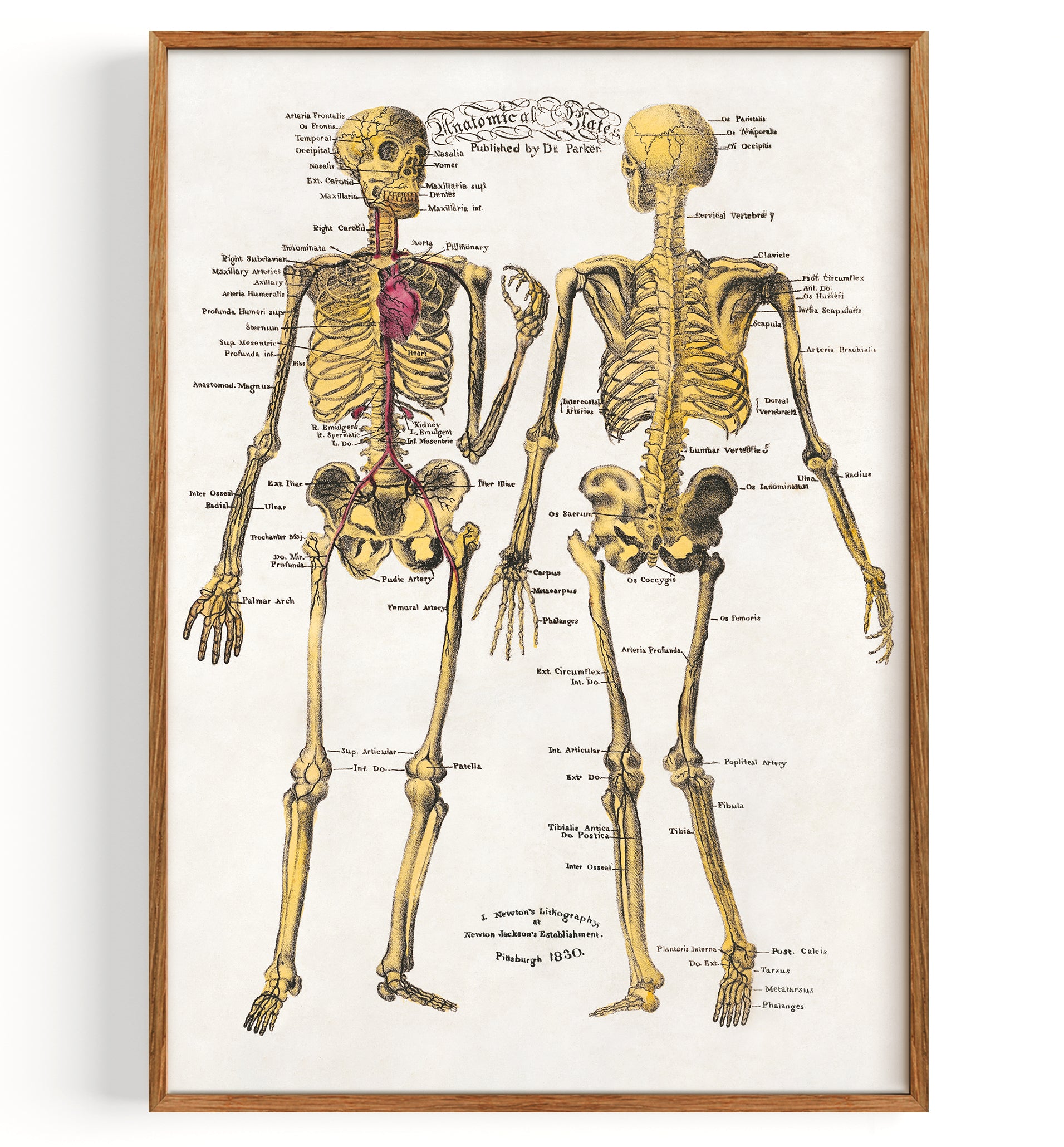 Anatomie Skelett (undatiert)