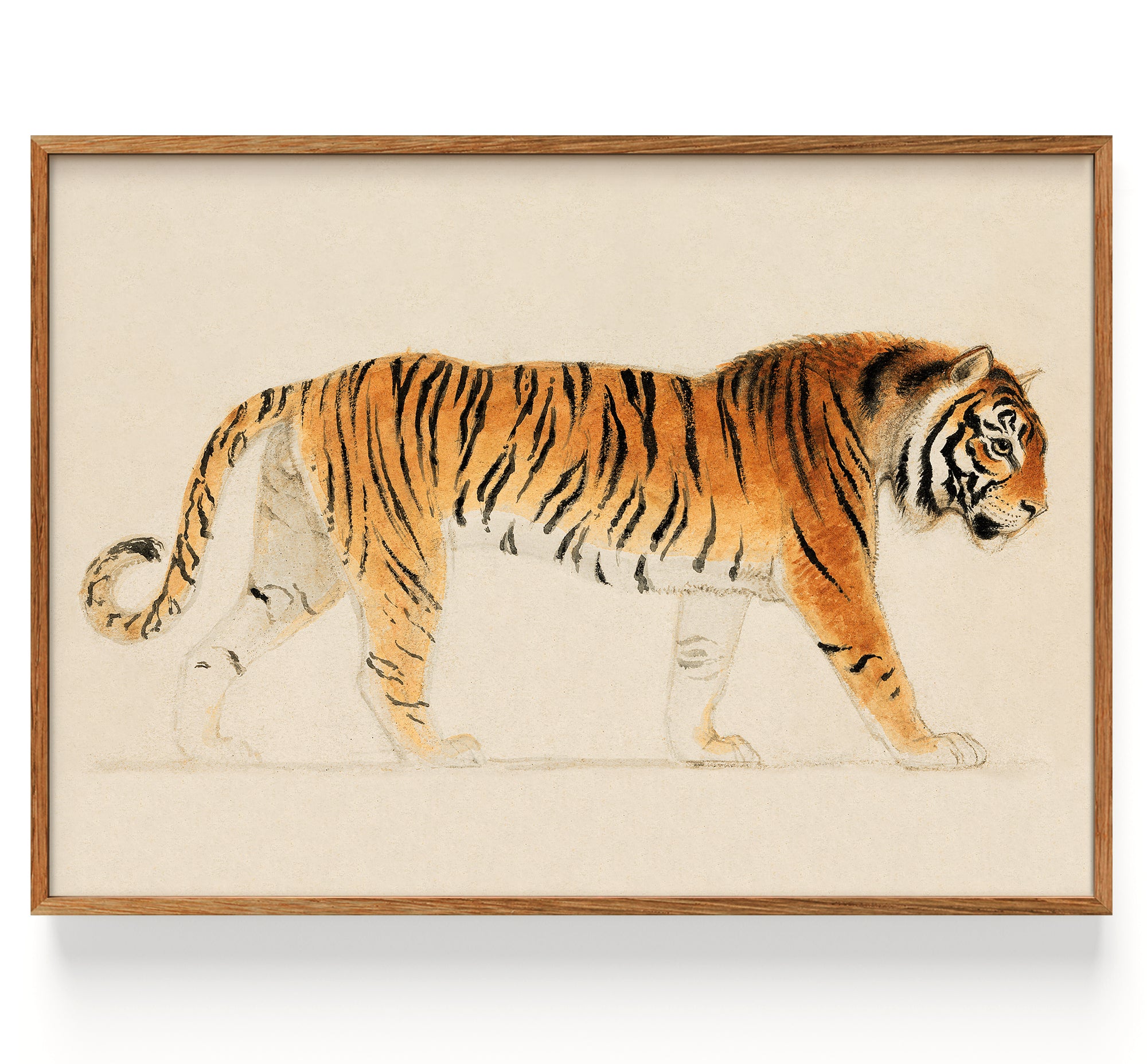 Tiger walking toward right (1755-1834 )