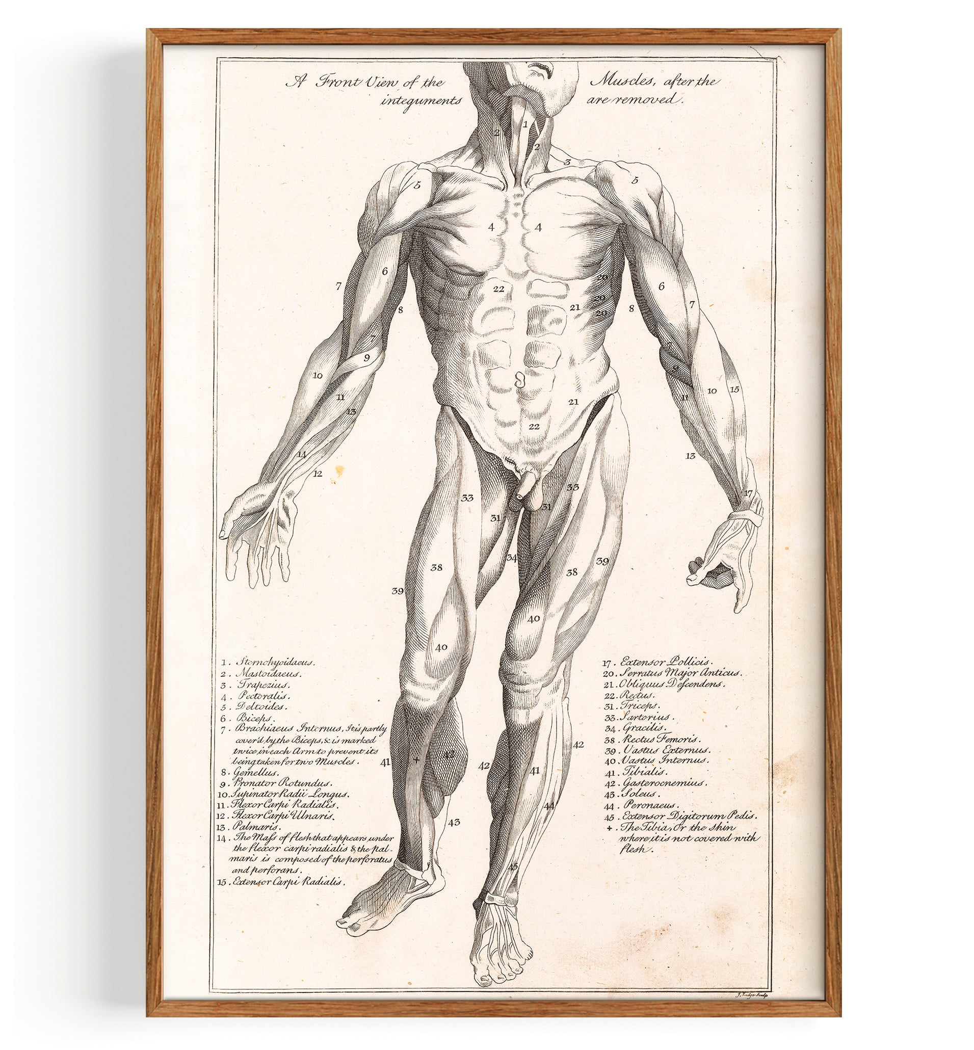 Anatomie Myologie front (1775)