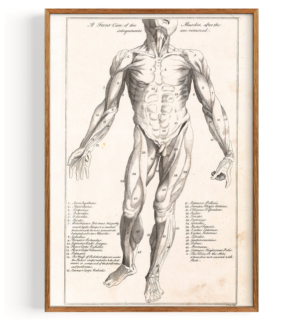 Anatomie Myologie front (1775)