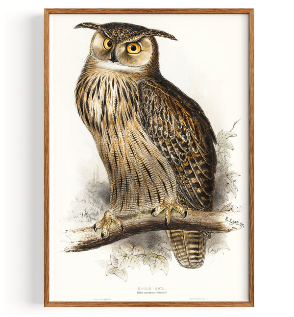 Uhu Eagle Owl | The Birds Of Europe (1837)