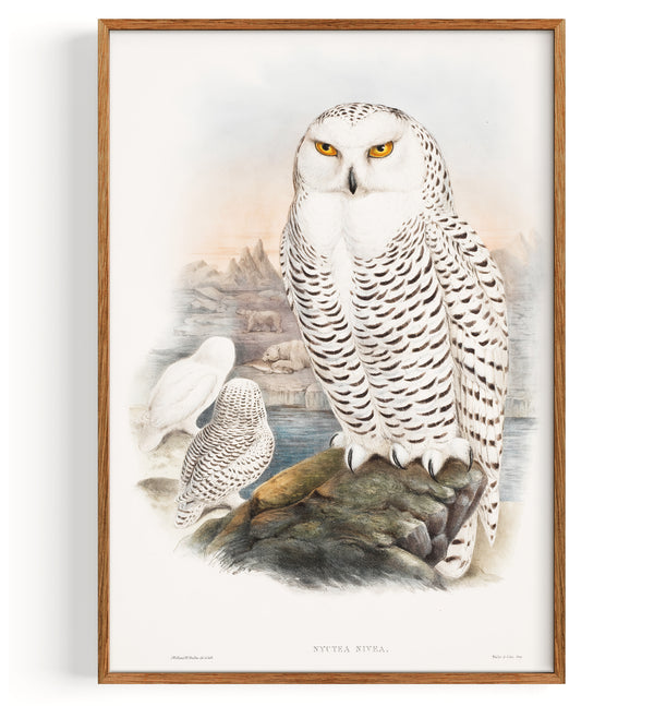 Nictea Nivea (Schneeeule) The Birds Of Great Britain (1862–1873)