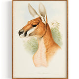 Dsphranter Rufus (Rotes Kangaroo) (1863)
