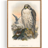 Iceland Falcon (1873)