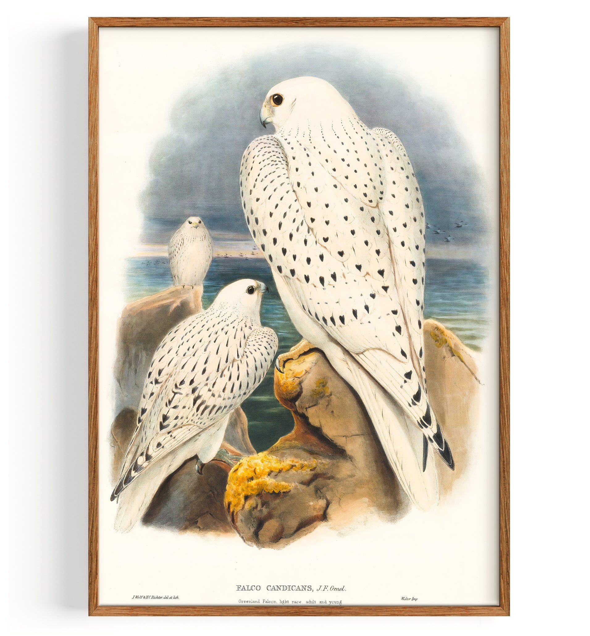 Wanderfalke Grönlandfalke (1873)