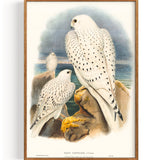 Wanderfalke Grönlandfalke (1873)
