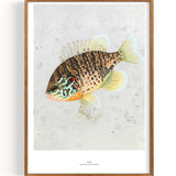 Sunfish (1869-1954)