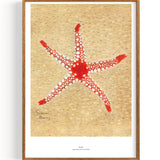 Starfish (1870-1954)