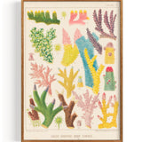 Great Barrier Reefe Corals (1893)