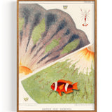 Illustration From The Great Barrier Reef Of Australia (1893)
