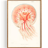 Jellyfish Rhizostoma (1849)