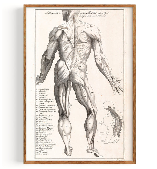 Anatomie Myologie back (1775)