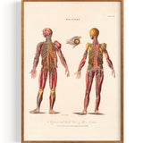 Anatomy Central Nervous System (1829)